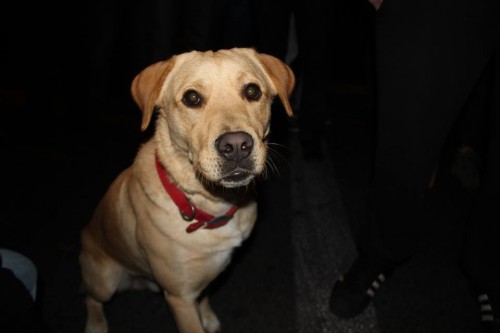 10511229_1530703130573642_8885499358774478987_n